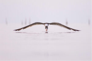 Copia de postales-06