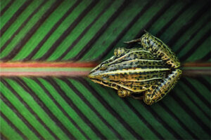 Copia de postales-23