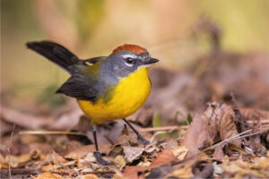 Copia de postales-34 (1)