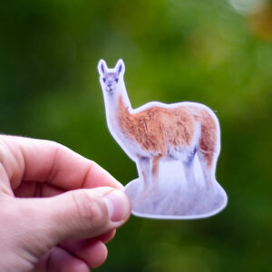 Guanaco