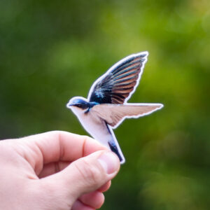 Golondrina ceja blanca