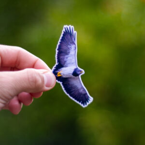 Aguila mora