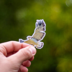 Aguilucho ñanco