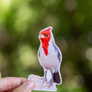 Cardenal copete rojo