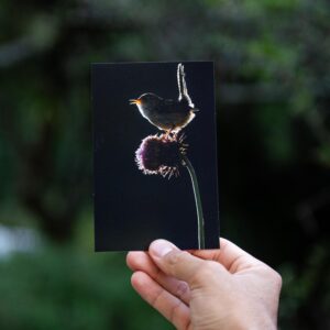 ratona aperdizada contralúz