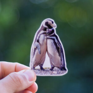 Pingüino patagóncio